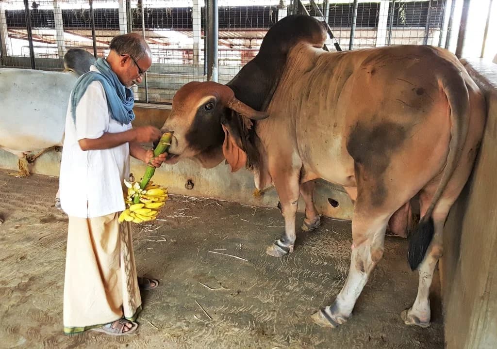 Volunteers caring for cows