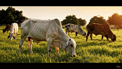 Gau Raksha background